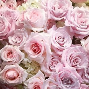 Meet your Posher, Dolly